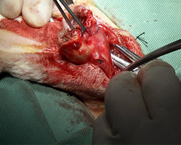 松田教授のよくわかる獣医外科基礎講座 「イヌの全耳道切除術及び鼓室胞切開術」