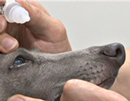 イヌの白内障　超音波水晶体乳化吸引術及び嚢外摘出術